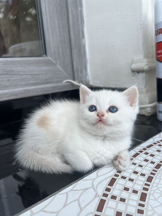 Мушук боллари уй мушуги