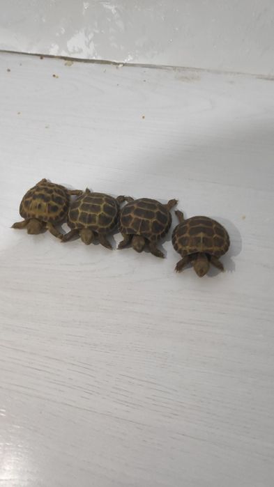 Toshbaqa sotiladi | Cherpashka | Cherepaha