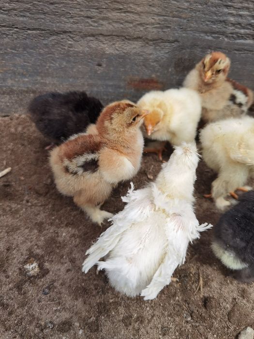Ouă Brahma lemon si potirnichiu