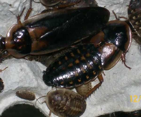 Gandaci DUBIA - Hrana vie pentru reptile, pesti, pasari, tarantule