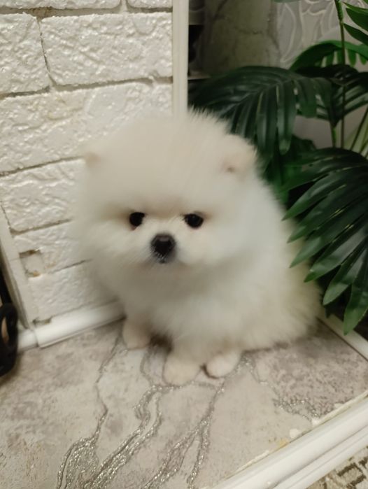 Померанский шпиц, 1,5 мес,  помиранский