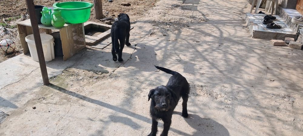 Лабладор  за двох