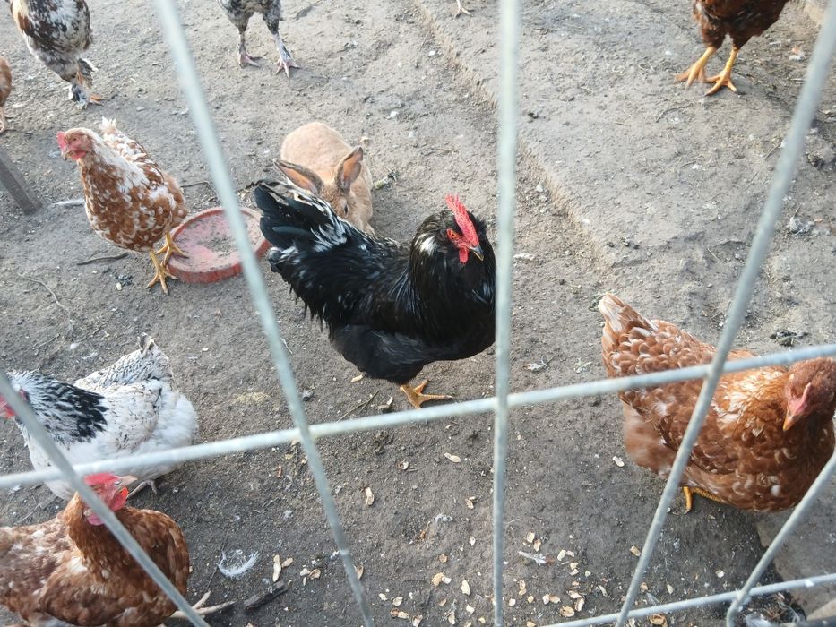 Vând păsări crescute bio  hranite cu cereale si iarba cocoși si rățoi