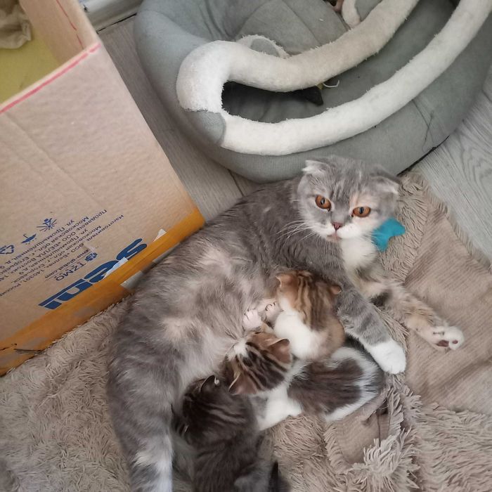 Продам британских вислоухих котят