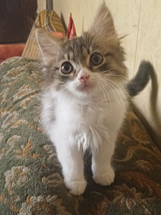 Котёнок ищет хозяина