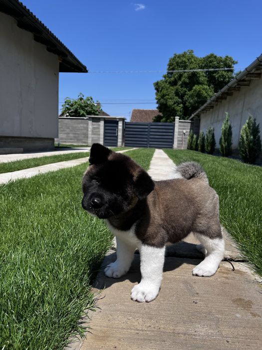Akita American Femela