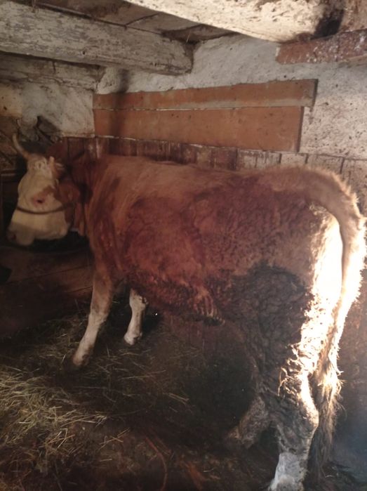 Junincă Bălțată Romanească