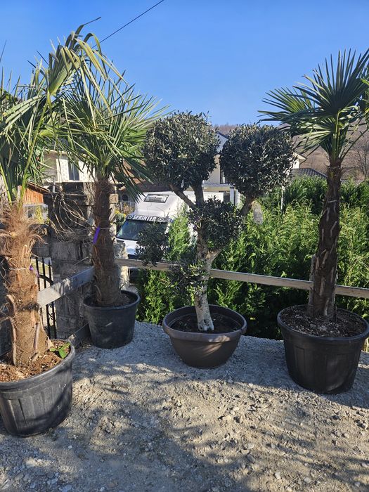 amenajare spații verzi