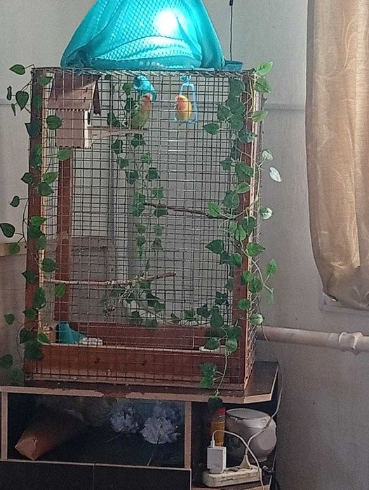 Продаются пара попугаев неразлучников