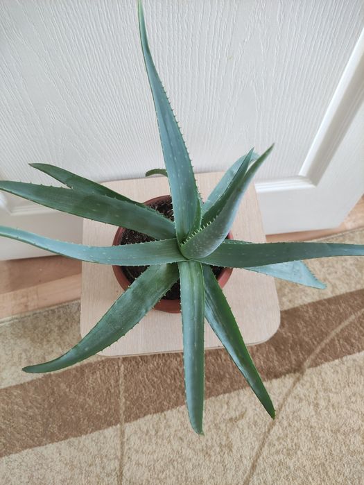 Алоэ лечебное  2500