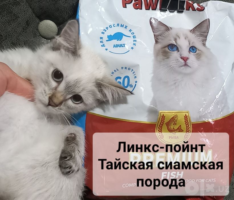 Тайская сиамская кошка/ Линкс-пойнт.