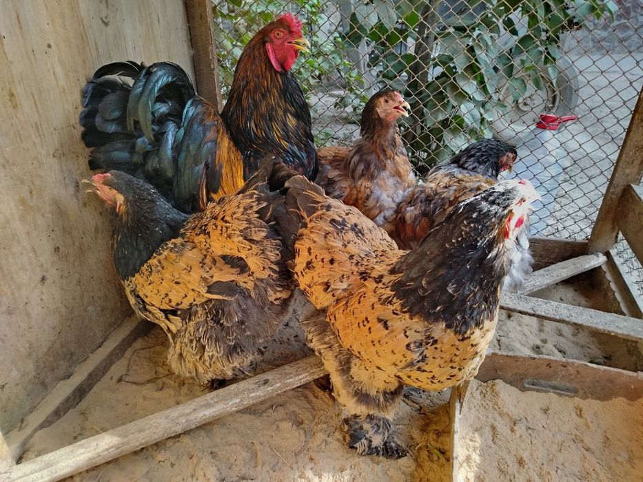 BRAMA Xoroz Zolota Tovuqlar Palviy Pux Paliviy Galiboy Pux Tuxumlari