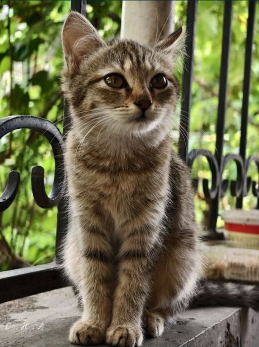 Отдаю котенка девочку