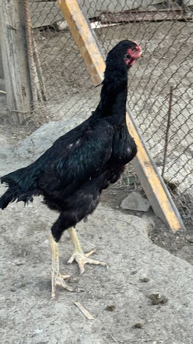 Dakan tovuq sotiladi