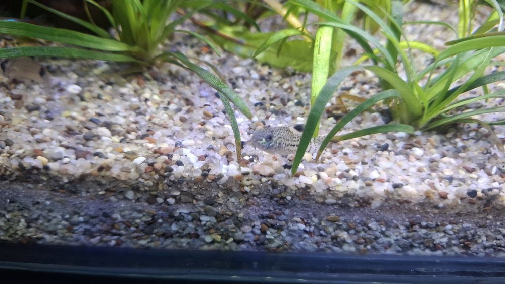 74L Natural Akvarium Komplekt, Sump Sistemali, Tayyor