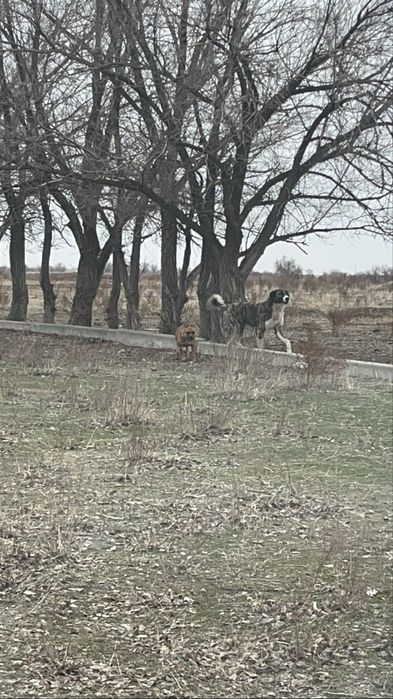 Продам смесь Питбуль и Алабая