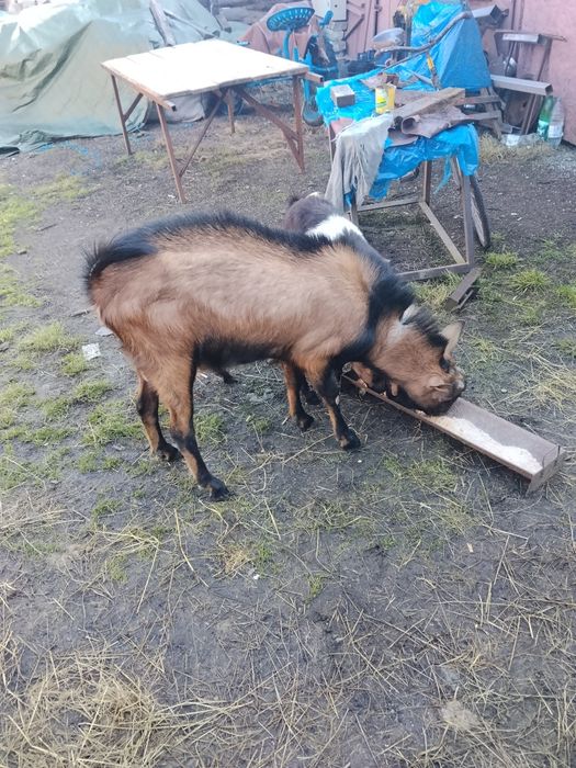 De vânzare un țap de doi ani  și o iadă de un  an  iadă preț 700 lei