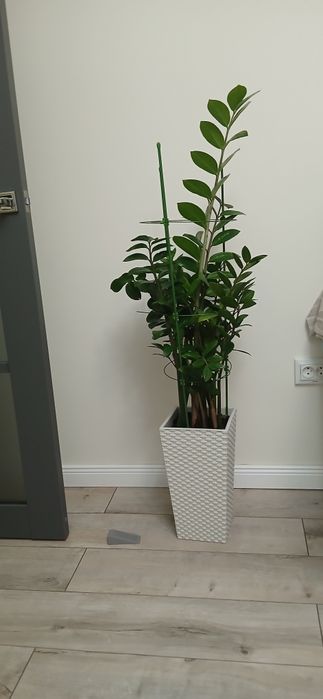 Комнатные цветы "доллар"