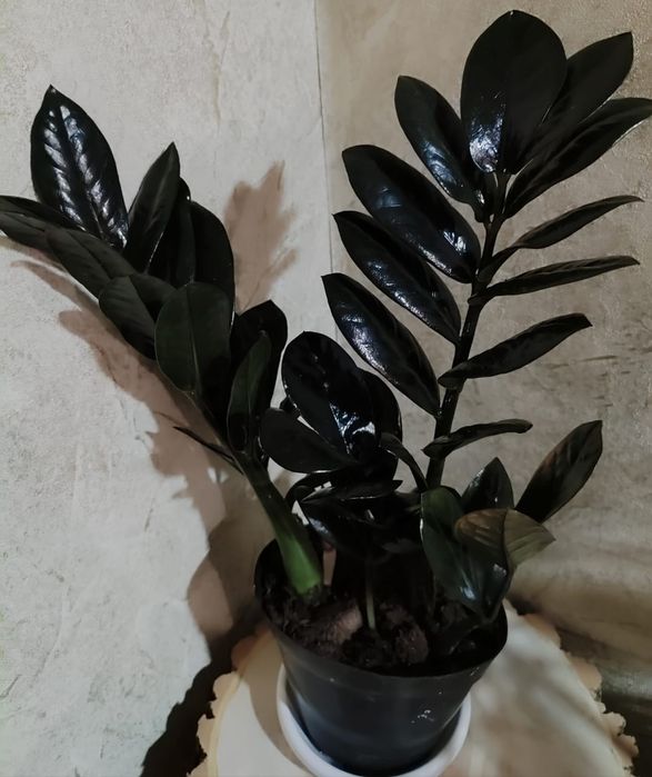 Замиокулькас Равен