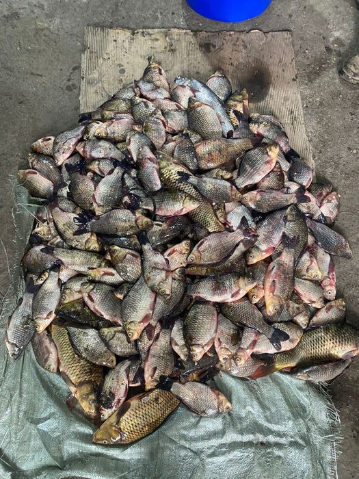 Продается рыба - караси