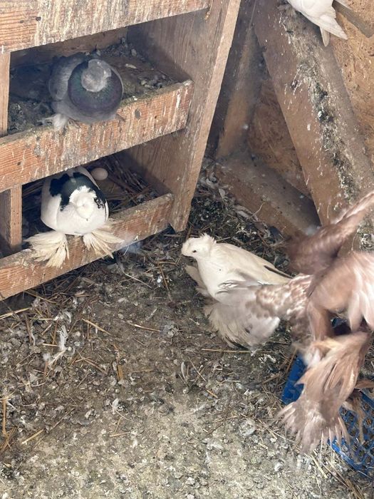 Jucători de Botoșani