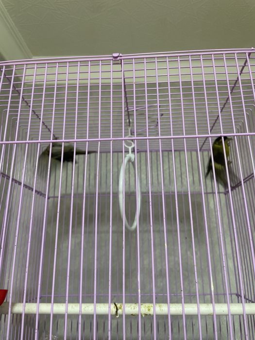 Чижик siskin bir juft qush