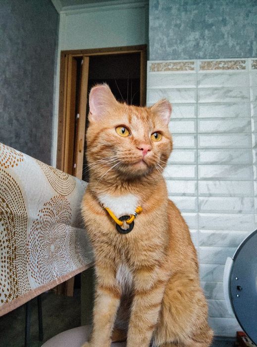 Отдаём рыжего котика