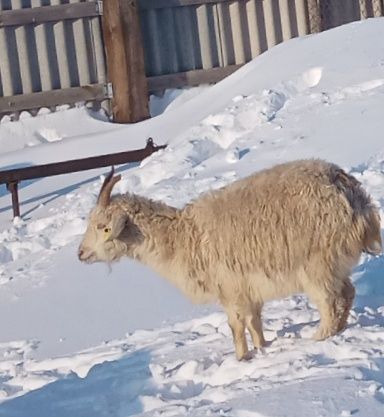 Бір жылдық тушалар