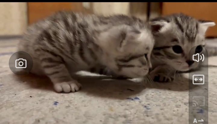 Скоттиш фолд. Кот. Вязка