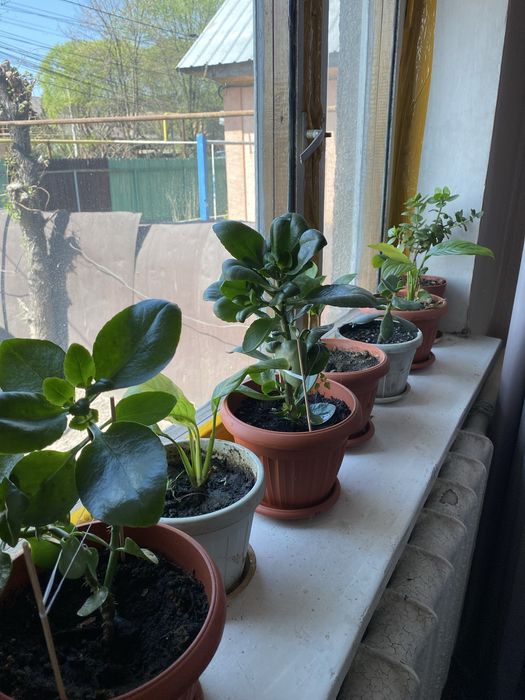 Продам,домашние комнатные цветы