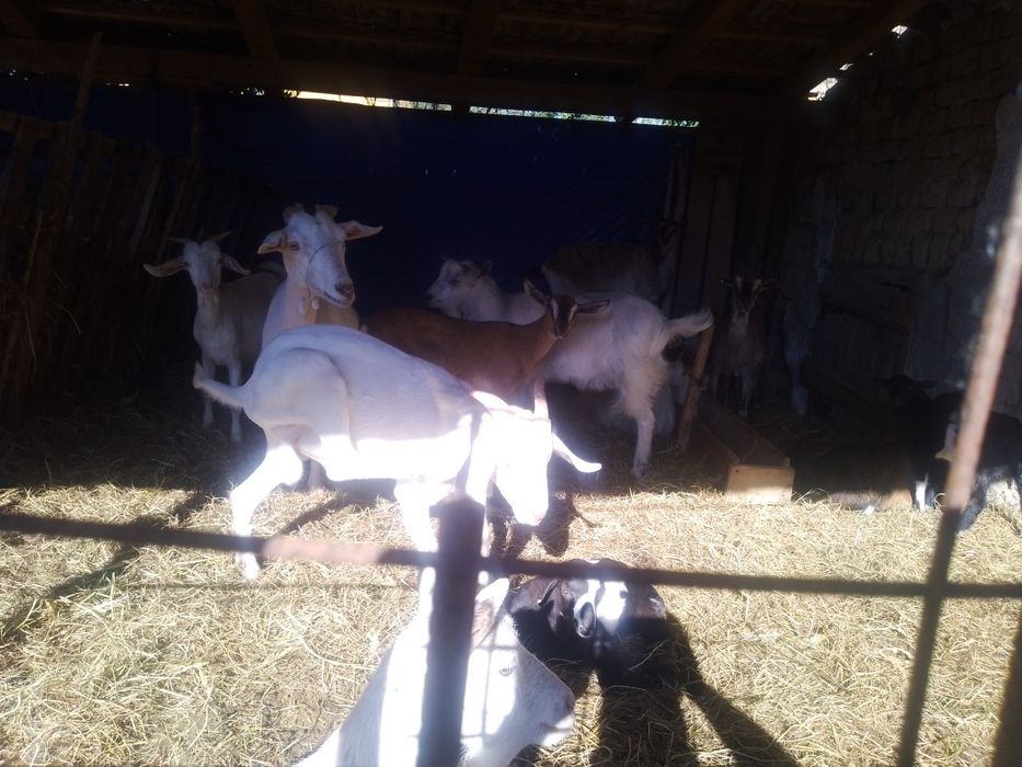 Vînd 8 capre și 9 iezi