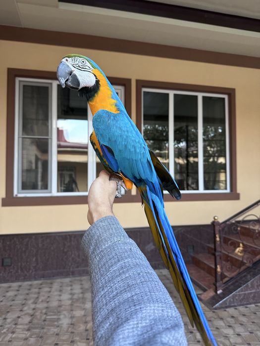 Синий Жолтий АРА сотилади 4 ёш мода, ручной, гапиради.