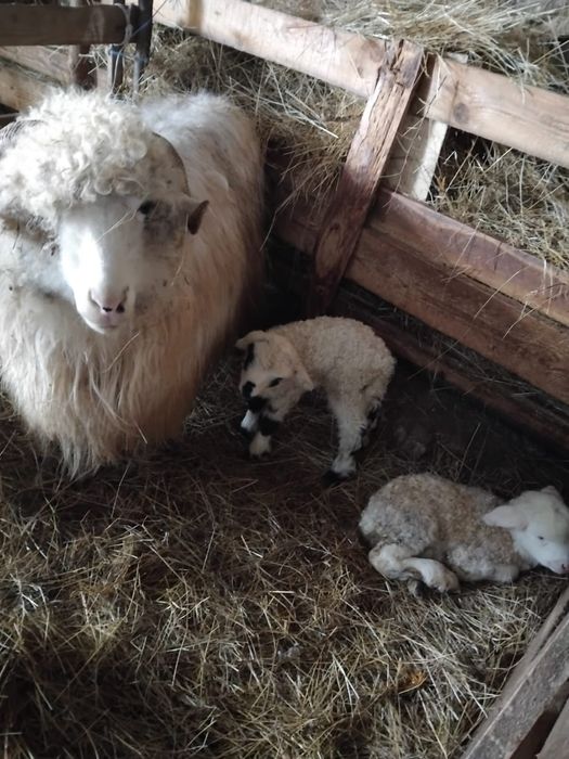 Vând 10 oi cu miei        .