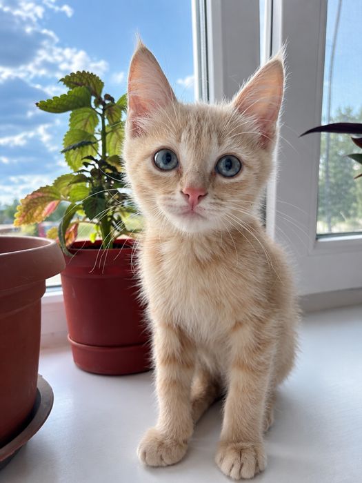 Котенок в очень добрые руки