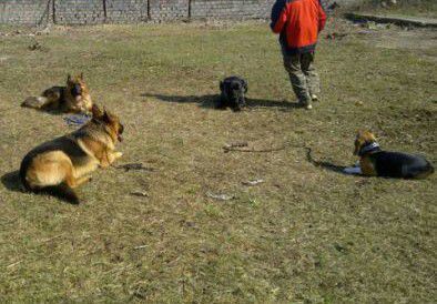 Dresaj Canin, La Domiciliul Clientului