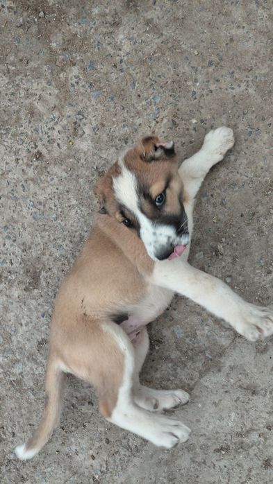 Кушык сатылады , Продается Щенок