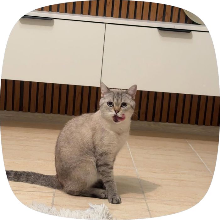 Шатланский кошка