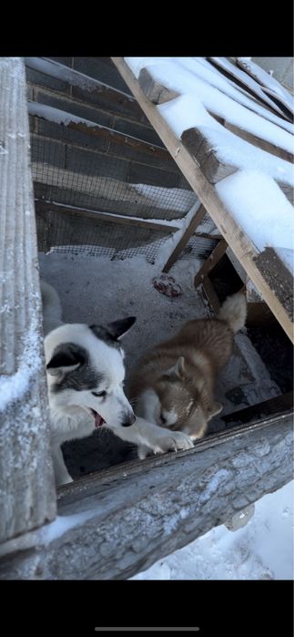 Продам щенков хаски