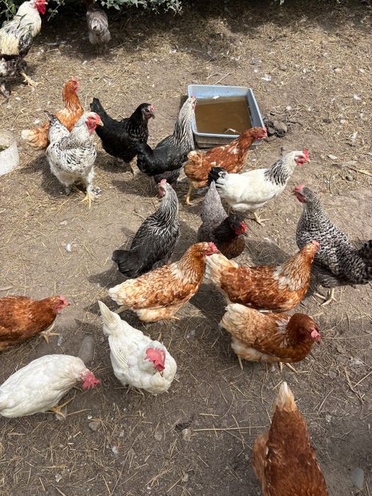 Продам куры несушки цена за 1 курицу!