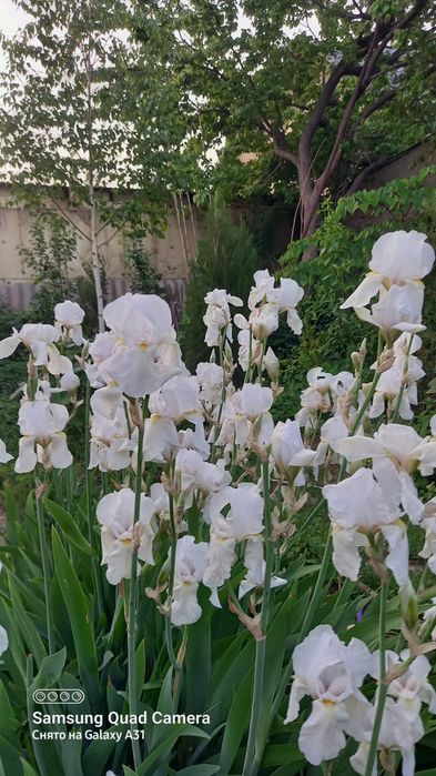 Ирисы разных цветов