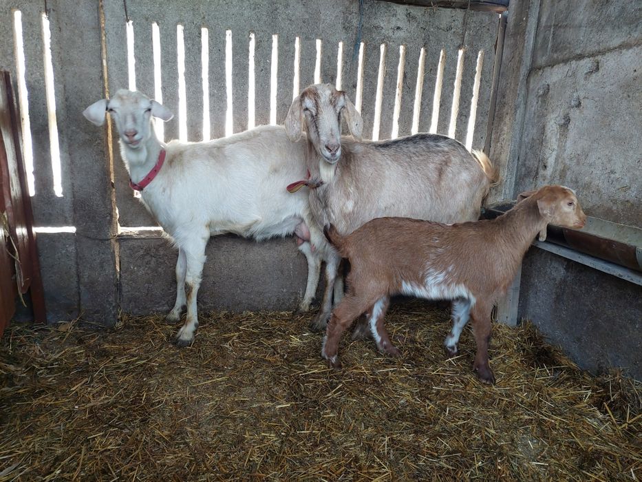 Vând capre   de lapte