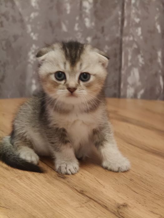 Фолды Котята Тикированые мальчик и девочка