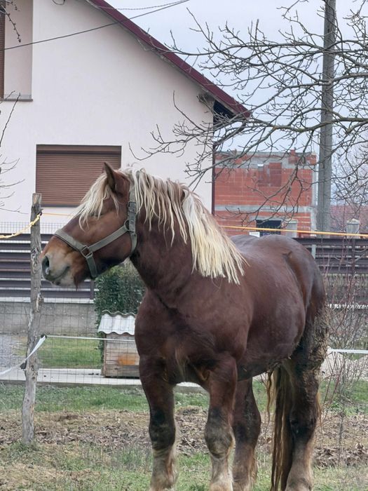 Armasar Comtois disponibil ptr Monta