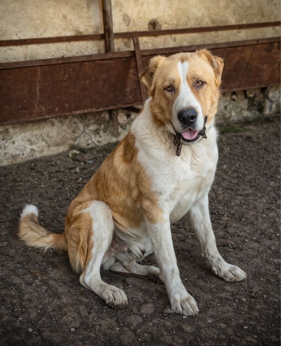 Продается Тобет, в хорошие руки