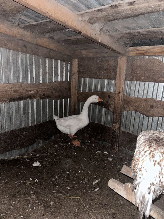 Продам гусей породы Линды