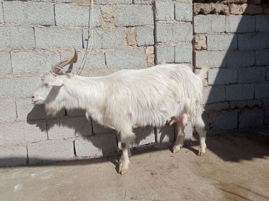 Sutli echkilar bor soni cheklangan