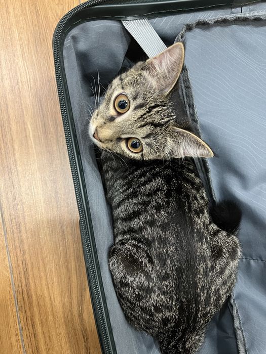 Отдам котенка мальчик в добрые руки