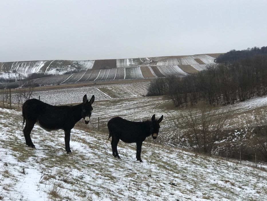 Doi pui de măgăriță