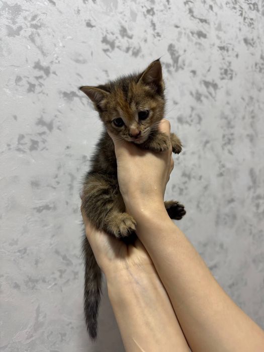 Отдам котёнка в добрый руки
