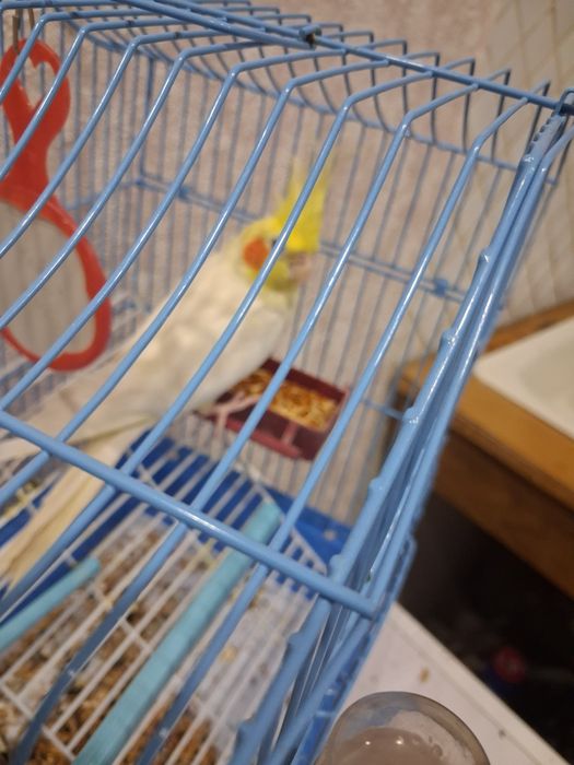 Продам попугай с клетка карелла